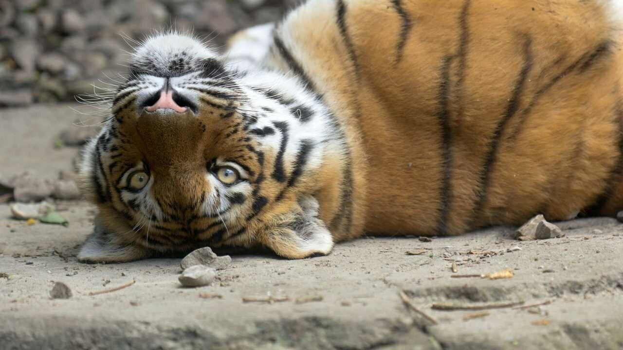 Tigra